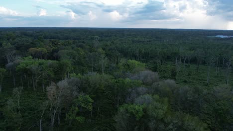 Vista-De-Drones,-Sobrevolando-La-Densa-Selva-Amazónica