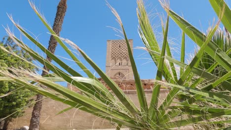 Rabat's-Hassan-Tower,-Morocco,-peeking-through-green-palm-fronds