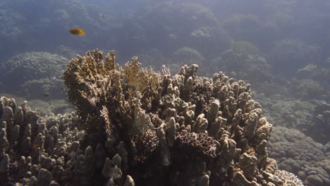 Trozo-De-Coral-Tranquilo-Y-Sereno-Con-Algunos-Peces-Nadando-A-Su-Alrededor-En-4k