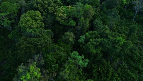 Der-Amazonas-Regenwald-Ist-Ein-Reiseziel,-Das-Viele-Besucher-Gerne-Sehen-Würden,-Aber-Nie-Sehen-Werden