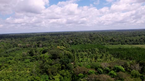 La-Industria-Agrícola-En-El-Amazonas-Brasil-Incluye-Tierras-De-Cultivo-De-Palmeras-De-Açaí.