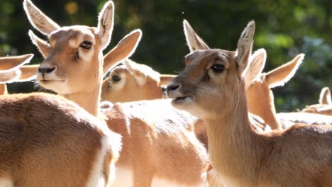 Close-Up-of-A-Flock-of-Persian-Gazelles-or-Gazella-Subgutturoza-Standing-in-a-Slightly-Forested-Area-Chewing-and-Enjoying-the-Sun
