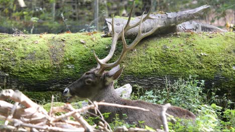 White-Lipped-Dear-or-Thorolds-Deer-Lying-next-to-a-Mossy-Tree-Trunk-in-a-Slightly-Forested-Area-Chewing