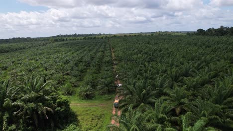 Açai-palm-farms-in-the-Amazon-rainforest-are-a-big-business,-species-is-native-to-eastern-Amazonia,-especially-in-Brazil