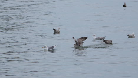 Flock-Of-Seagulls-Gathering-And-Floating-In-Water---wide