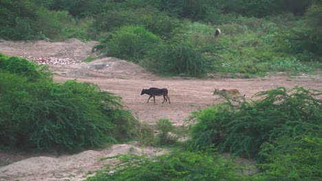 Herde-Hauskühe,-Die-Sich-Durch-Einen-Trockenen-Wald-Der-Chambal-Region-In-Indien-Bewegen