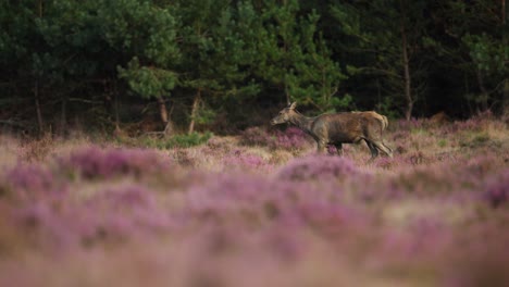 Medium-panning-shot-of-a-solitary-deer-covered-in-mud-walking-through-a-feel-of-purple-wildflowers-shaking-its-head-and-sniffing-the-air-in-the-middle-of-the-rut