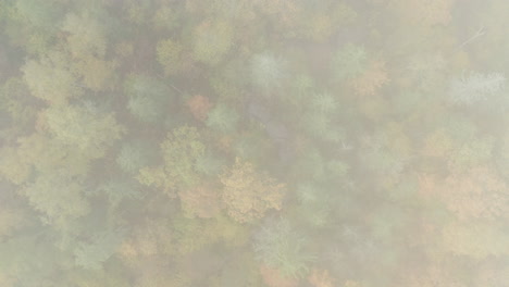 Zooming-through-clouds-away-from-an-autumn-forest