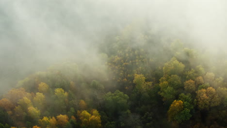 Dichter-Und-Lebendiger-Wald,-Eingehüllt-In-Nebel