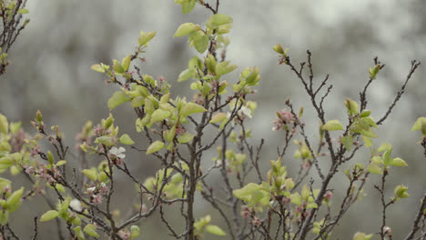 Pequeño-Pájaro-Tomando-De-Un-árbol-En-Primavera
