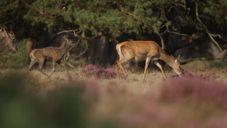 Medium-panning-reveal-shot-of-a-small-herd-of-red-deer-trotting-into-a-clearing-and-looking-around,-slow-motion