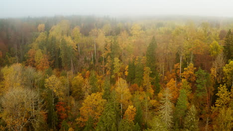 Gelber-Herbstwald-Mit-Nebel-Bedeckt