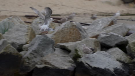 Seagulls-Among-The-Rocks-Of-The-Beach---tracking-shot