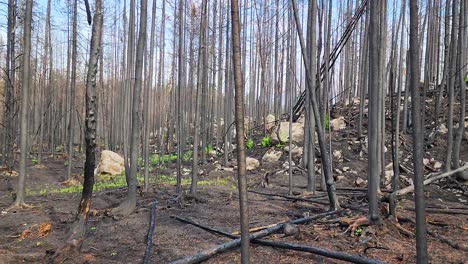 Green-plant-on-the-burned-trunk-in-the-burned-forest