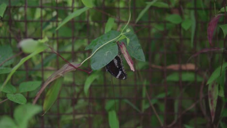 Eine-Nahaufnahme-Eines-Schwarzen-Schmetterlings-Mit-Dem-Wissenschaftlichen-Namen-Achillides,-Der-Zart-Auf-Einem-Leuchtenden-Blatt-In-Der-üppigen-Tropischen-Vegetation-Des-Tropischen-Indien-Sitzt