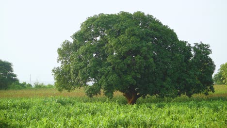A-huge-mango-tree-in-a-agriculture-crop-farm-in-North-India