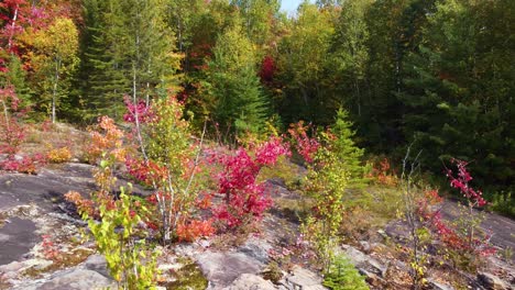 Abstieg-In-Einen-Wald-Mit-Wunderschönen-Herbstfarben
