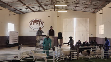 Dorper-sheep-displayed-individually-at-public-auction-in-Loxton,-RSA