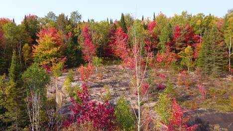 Lebhafter-Herbstwald-Mit-Feurigen-Farben