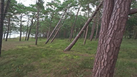 25-fps-Walkthrough-of-a-forested-area-with-swaying-trees-and-grassland