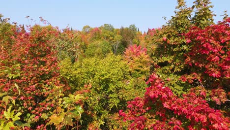 Friedlicher-Wald-In-Herbstpalette,-Drohnenflug-Durch-Baumkronen