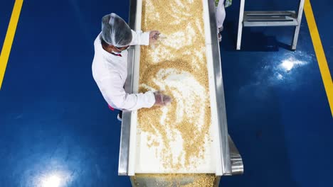 The-camera-pans-forward,-a-batch-of-peanuts-being-checked-by-women-wearing-safety-gloves-on-a-conveyor-belt-in-a-peanut-butter-factory