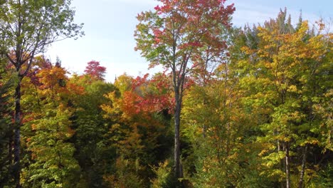 Glatte-Luftaufnahme-Von-Lebendigem-Herbstlaub-Im-Farbenfrohen-Wald