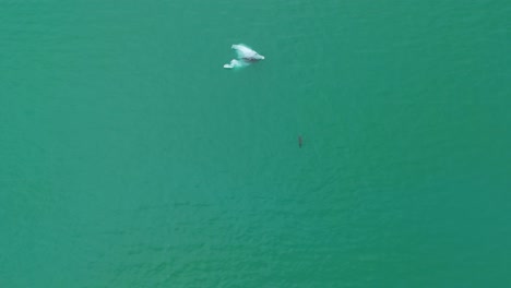 Drohnen-Luftaufnahme-Eines-Kaltwasserkörpers-Mit-Einem-Gletscher-Und-Einer-Robbe,-Die-Im-Wasser-Eines-Eissees-Schwimmt