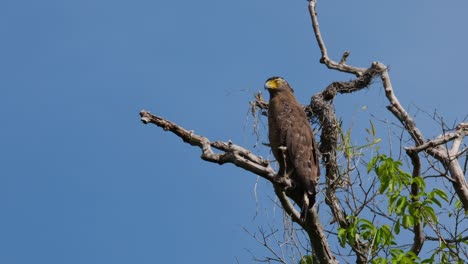 Looking-over-its-shoulder-then-turns-its-head-to-look-forward,-Crested-Serpent-Eagle-Spilornis-cheela,-Thailand