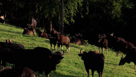 Herd-grazing-on-a-slope-of-the-hill-during-the-afternoon-as-the-camera-zooms-out,-Indian-Bison-Bos-Gaurus,-Thailand