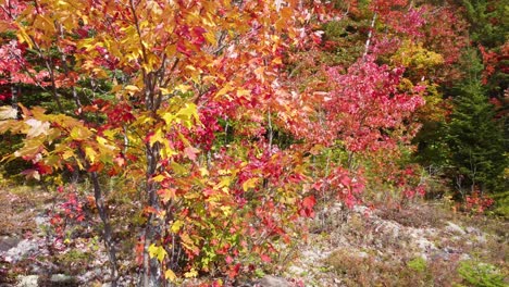 Aerial-view-close-up-of-bright-red-autumn-forest