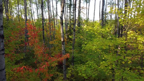 Drohne-Fliegt-Durch-Einen-Wald,-Der-In-Wunderschönen-Herbstfarben-Bedeckt-Ist