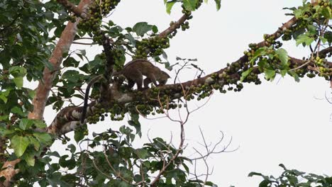Climbing-a-branch-going-to-the-right-as-it-looks-for-the-best-ripened-fruit-to-eat,-Three-striped-Palm-Civet-Arctogalidia-trivirgata,-Thailand