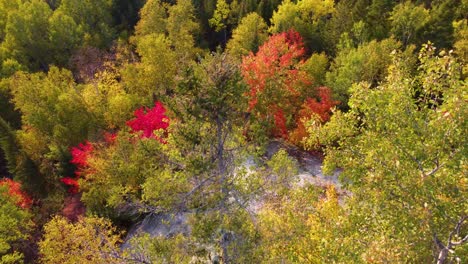 Mixed-forest-in-autumn-in-the-mountains