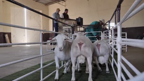 Short-Dorper-sheep-crowd-into-narrow-chute-at-RSA-public-auction
