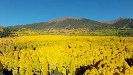 Vibrant-yellow-and-green-autumn-canopy-of-quaking-aspens-leads-up-to-Humphreys-Peak-Colorado