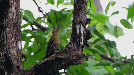 Camera-zooms-out-as-this-bird-pecks-so-hard-to-expose-insects-and-worms-to-eat,-Laced-Woodpecker-Picus-vittatus-Female,-Thailand