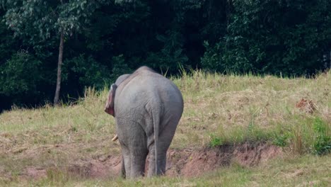 Von-Seinem-Rücken-Aus-Gesehen,-Wie-Er-Sich-Von-Mineralien-Ernährt,-Während-Die-Kamera-Herauszoomt,-Indischer-Elefant-Elephas-Maximus-Indicus,-Thailand