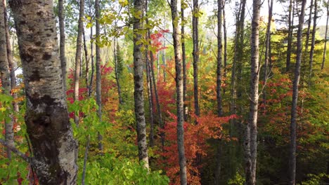 Langsame-Filmantenne-Mitten-Im-Wald-In-Atemberaubenden-Herbstfarben
