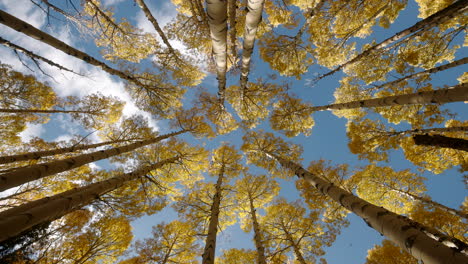 Perfect-upward-angle-in-middle-of-quaking-aspen-grove-as-leaves-fall-gracefully-against-blue-cloudy-sky