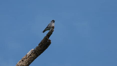 Lovely-blue-sky-as-this-bird-perches-on-a-dead-branch-then-looks-around,-Ashy-Woodswallow-Artamus-fuscus,-Thailand