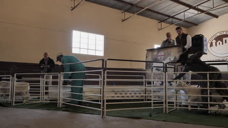 Public-livestock-auction:-Chunky-Dorper-sheep-shown-in-holding-pens