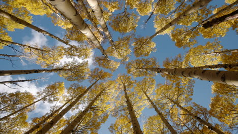 Upward-rotation-in-aspen-grove-as-leaves-and-sun-fall-gracefully-under-cloudy-sky