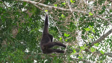 Hanging-on-one-arm-while-looking-around-after-some-tasty-fruits-of-this-tree,-White-handed-Gibbon-or-Lar-Gibbon-Hylobates-lar,-Thailand