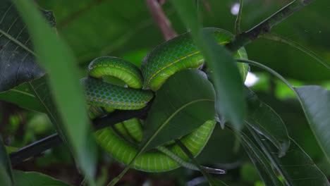 Seen-from-under-as-it-is-resting-on-a-thick-branch-of-a-tree,-Vogel’s-Pit-Viper-Trimeresurus-vogeli,-Thailand