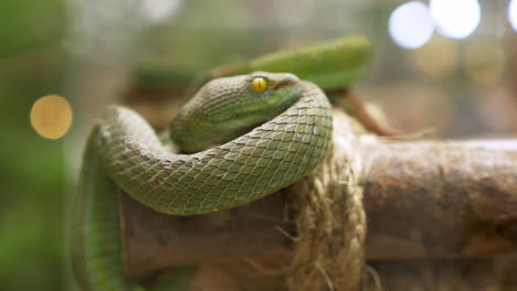 A-large-eyed-Pit-Viper-Trimeresurus-macrops-is-coiled-on-a-tiny-log-and-displayed-inside-a-zoo-in-Bangkok,-Thailand