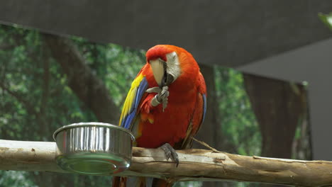 A-red-and-green-macaw-Ara-chloropterus-is-perched-on-a-branch-inside-a-cage-in-a-zoo-in-Bangkok,-Thailand