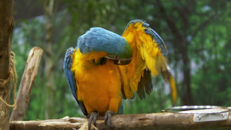 A-blue-and-yellow-macaw-is-preening-and-cleaning-its-feathers-while-perching-on-a-branch-inside-a-zoo-in-Bangkok,-Thailand