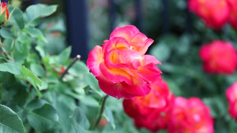 Beautiful-Floribunda-Pink-and-Yellow-Rose-Bush,-Close-up
