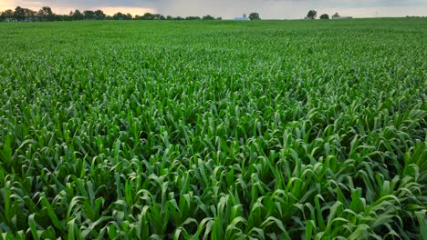 Green-corn-field-sprawling-in-rural-USA-during-a-summer-sunset
